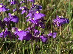 Utricularia beaugleholei
