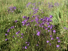 Utricularia beaugleholei