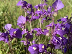 Utricularia beaugleholei
