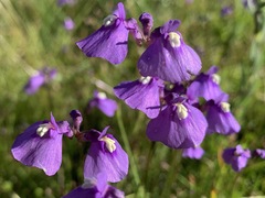 Utricularia beaugleholei