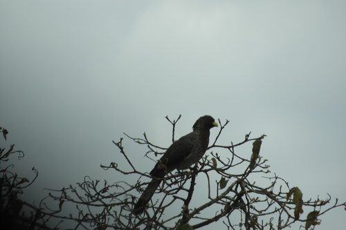 Eastern Plantain-eater