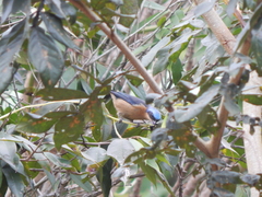 Pipraeidea melanonota