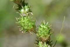 Carex reniformis