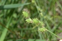 Carex reniformis