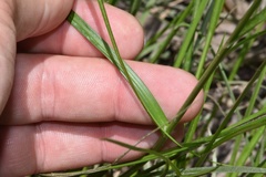 Carex reniformis