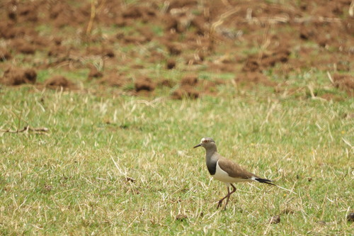 Black-winged Lapwing