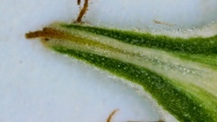 Carex reniformis
