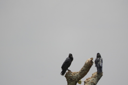 Fan-tailed Raven