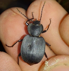 Embaphion contractum