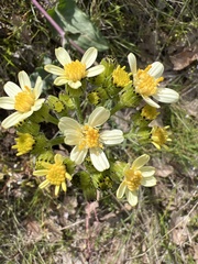 Senecio integerrimus ochroleucus