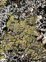 Gemmabryum