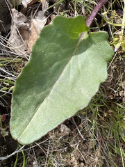 Senecio integerrimus ochroleucus