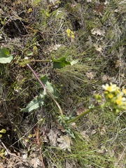 Senecio integerrimus ochroleucus