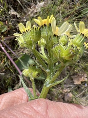 Senecio integerrimus ochroleucus
