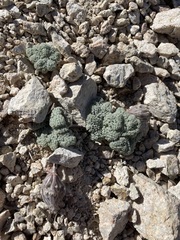 Oreonana vestita