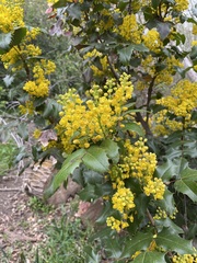 Berberis aquifolium