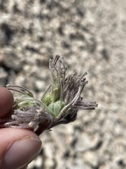 Oreonana vestita
