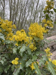 Berberis aquifolium