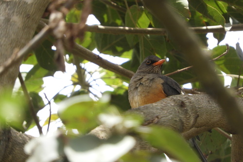 Abyssinian Thrush