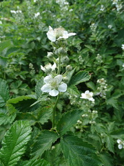 Rubus pyramidalis