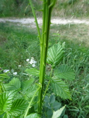 Rubus pyramidalis