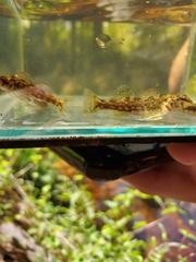 Etheostoma inscriptum