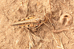 Pycnostictus seriatus