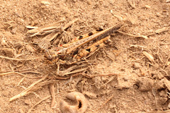 Pycnostictus seriatus