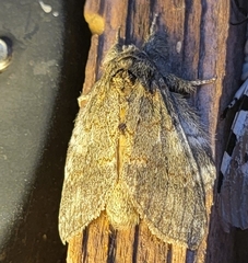 Peridea basitriens
