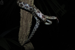 Pseudelaphe phaescens