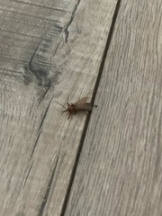 Pacificanthia consors