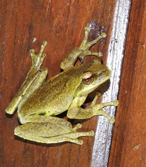 Litoria revelata