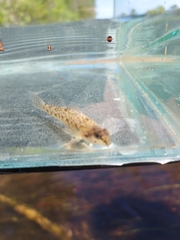 Etheostoma olmstedi