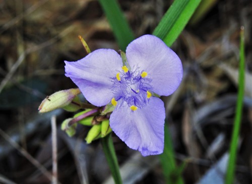 Tradescantia roseolens image