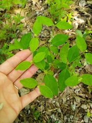 Euphorbia mercurialina