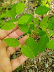 Euphorbia mercurialina