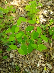 Euphorbia mercurialina