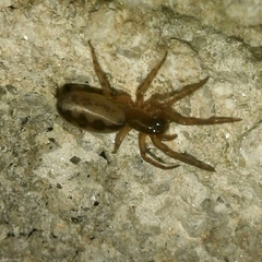 Segestria senoculata