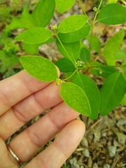 Euphorbia mercurialina