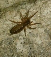 Segestria senoculata