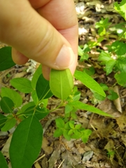 Euphorbia mercurialina