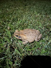 Rhinella marina