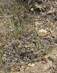 Phacelia breweri
