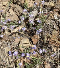 Phacelia breweri