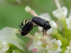 Odontocorynus salebrosus