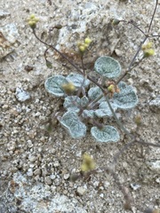Eriogonum reniforme