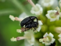 Odontocorynus salebrosus