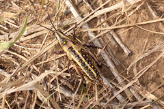 Monistria pustulifera