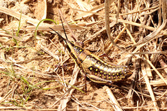 Monistria pustulifera