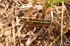 Monistria pustulifera